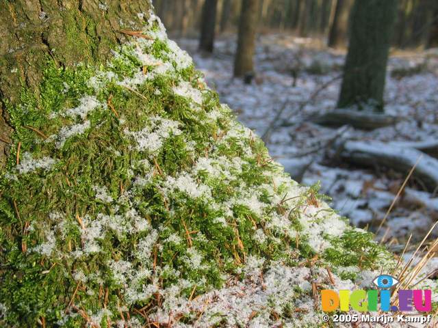 15763 Moss and snow on tree trunk